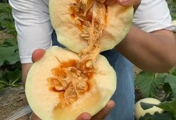 张小寒爆料甜瓜视频大全,甜瓜视频大全背后的精彩瞬间